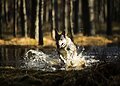 Ne kiekvienas šuo gimsta plaukiku: veterinaras įspėja apie dažniausias klaidas